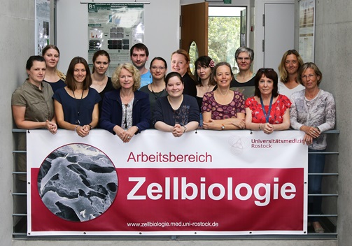 Image: Arbeitsbereich Zellbiologie